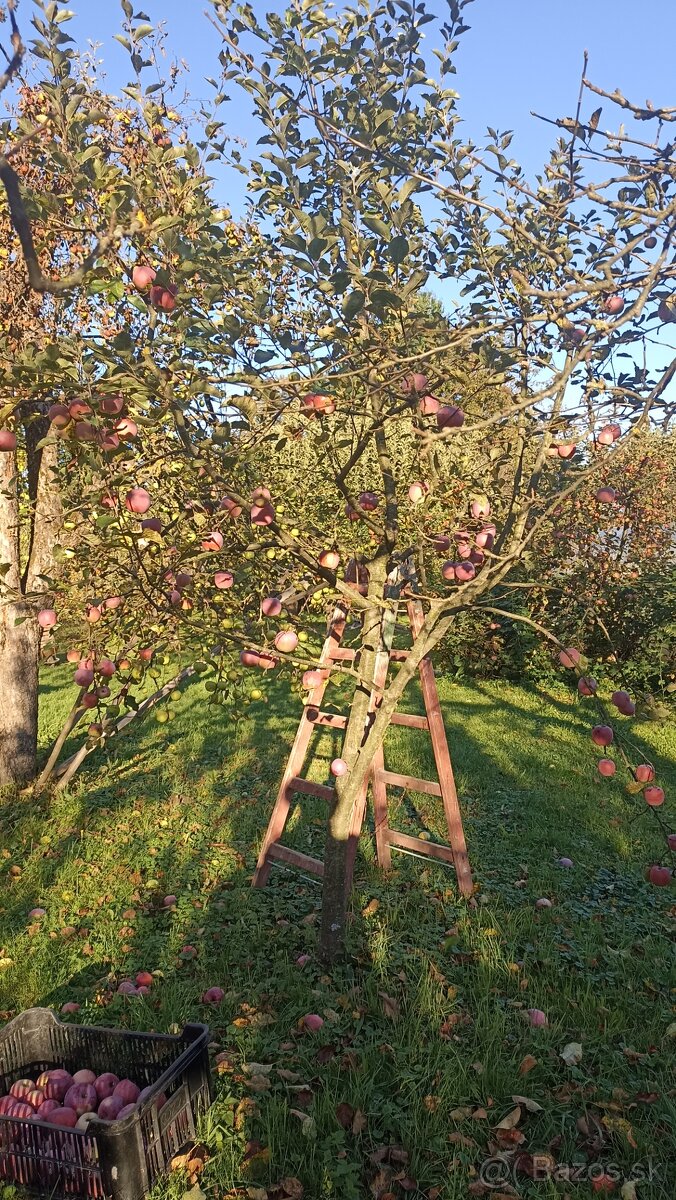 Jablká na kvas - predám