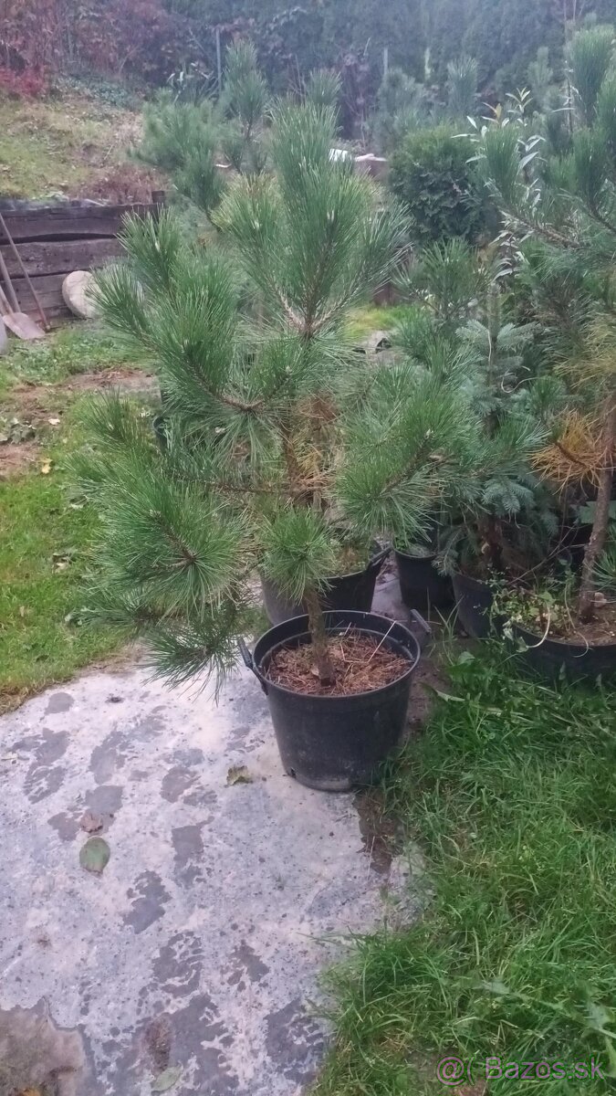 Borovica čierna, lipa malolista, smrekovec, smrek