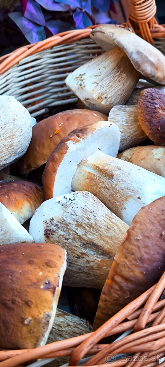 Sušené hríby 9/10 2025