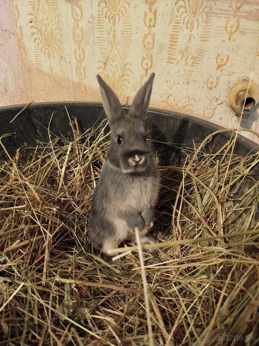 Predám zakrslých zajačikov