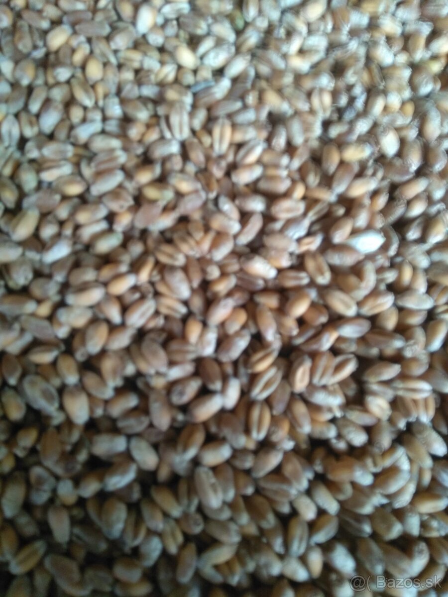 Pšenica,obilie,zbožie