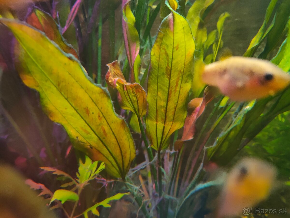 RASTLINY Z AKVARIA12