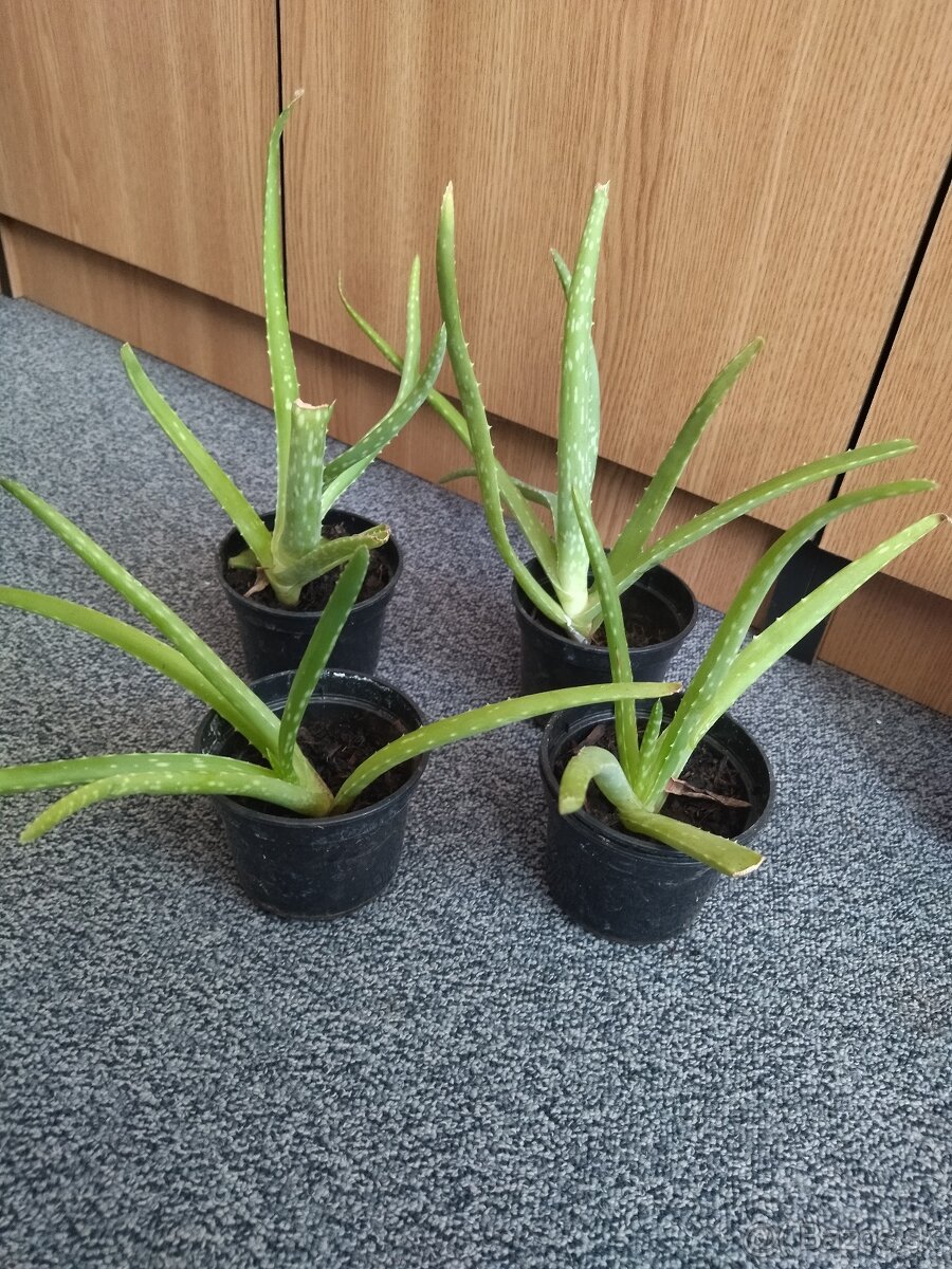 Aloe vera na predaj