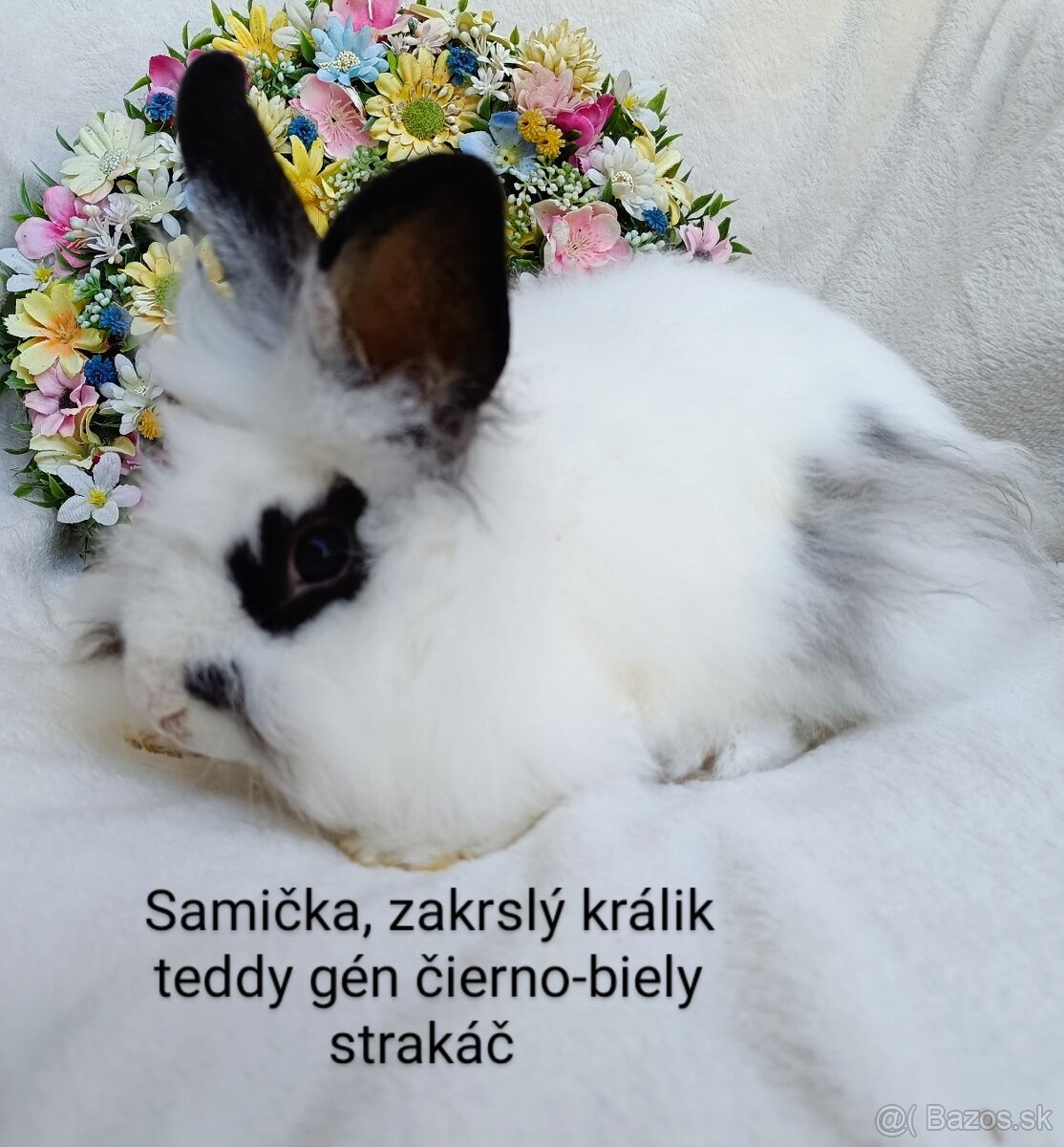 Zakrslý králik teddy gén s VP - samička strakáč