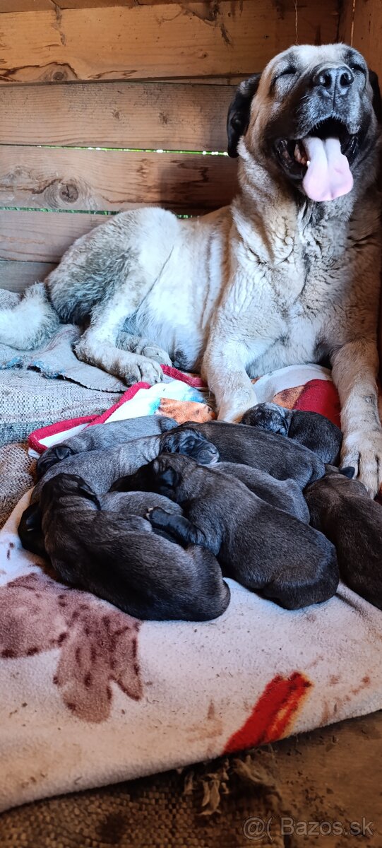 Turecký kangal