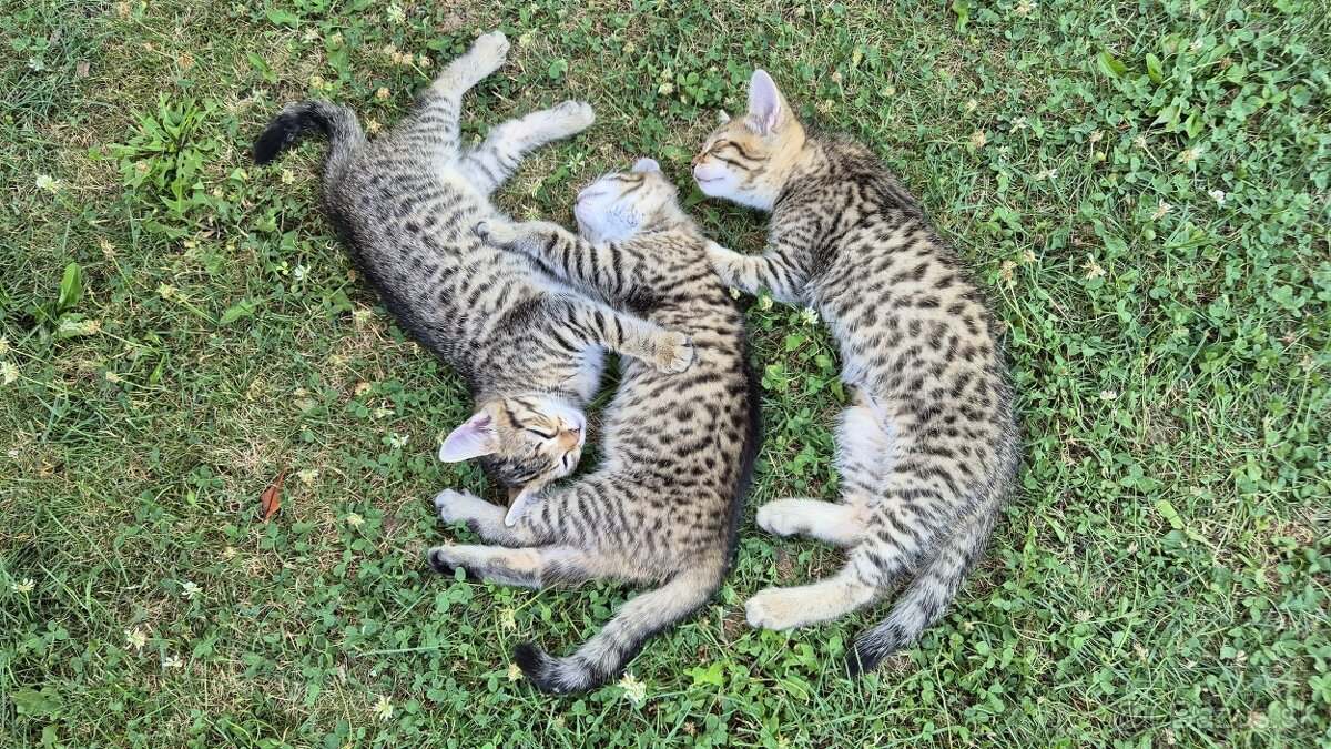 ☀️ DARUJEM MAČIATKO - K dispozicii samec a samica ☀️