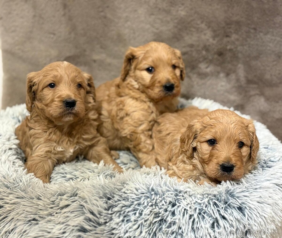 Goldendoodle