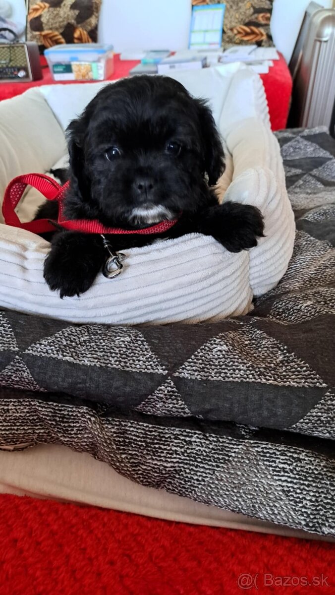 Mopsipoo