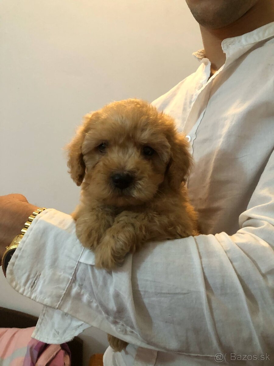 Mini maltipoo