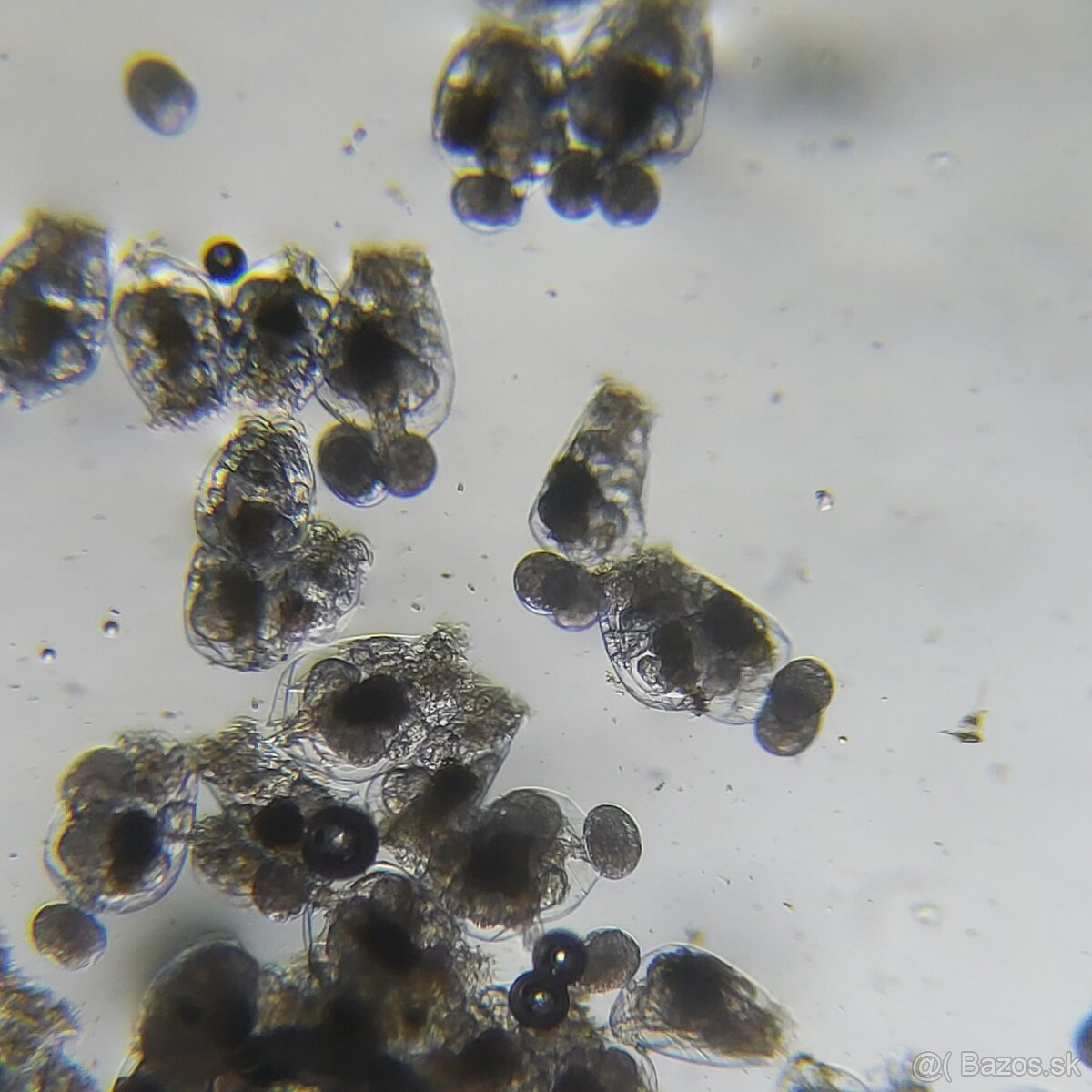 Vírniky Brachionus plicatilis