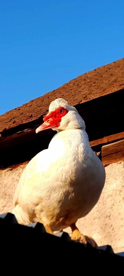 pižmový káčer čínsky
