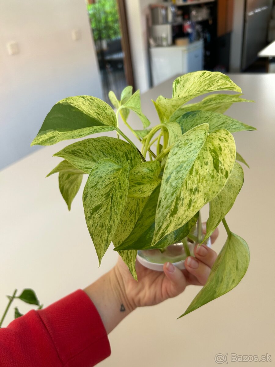 Epipremnum Marble Queen “Snow Queen”