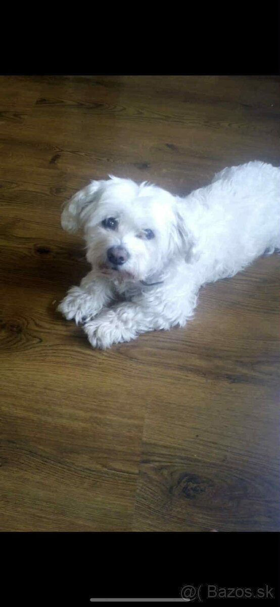 HĽADÁM PSÍKA – Toy pudel, Yorkshire alebo mini Maltézák