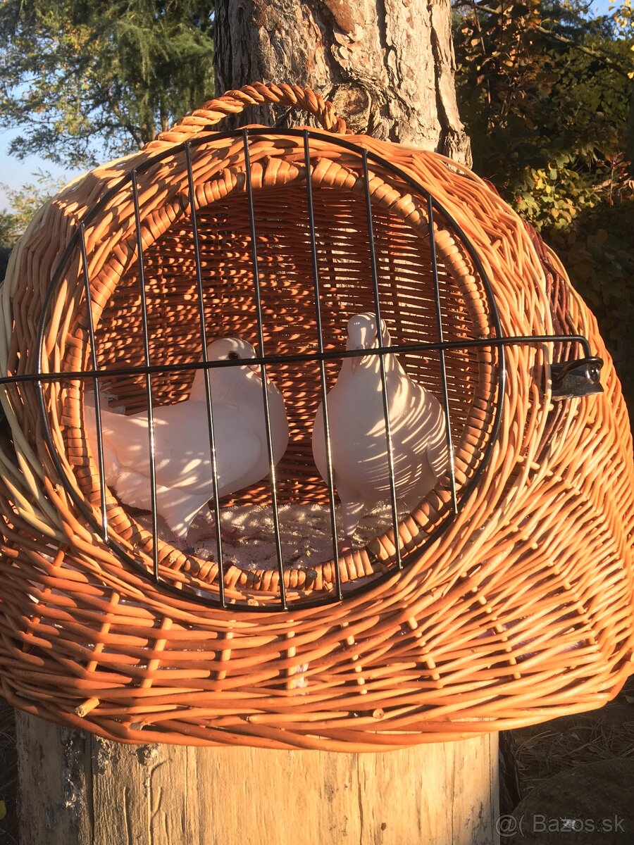 Biele svadobné holuby