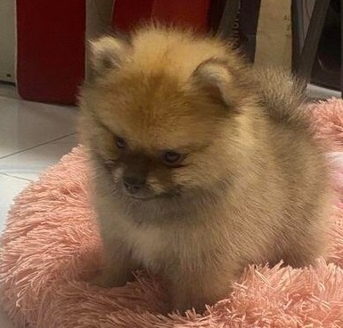 Pomerianan -Nemecký oranžový špic malý