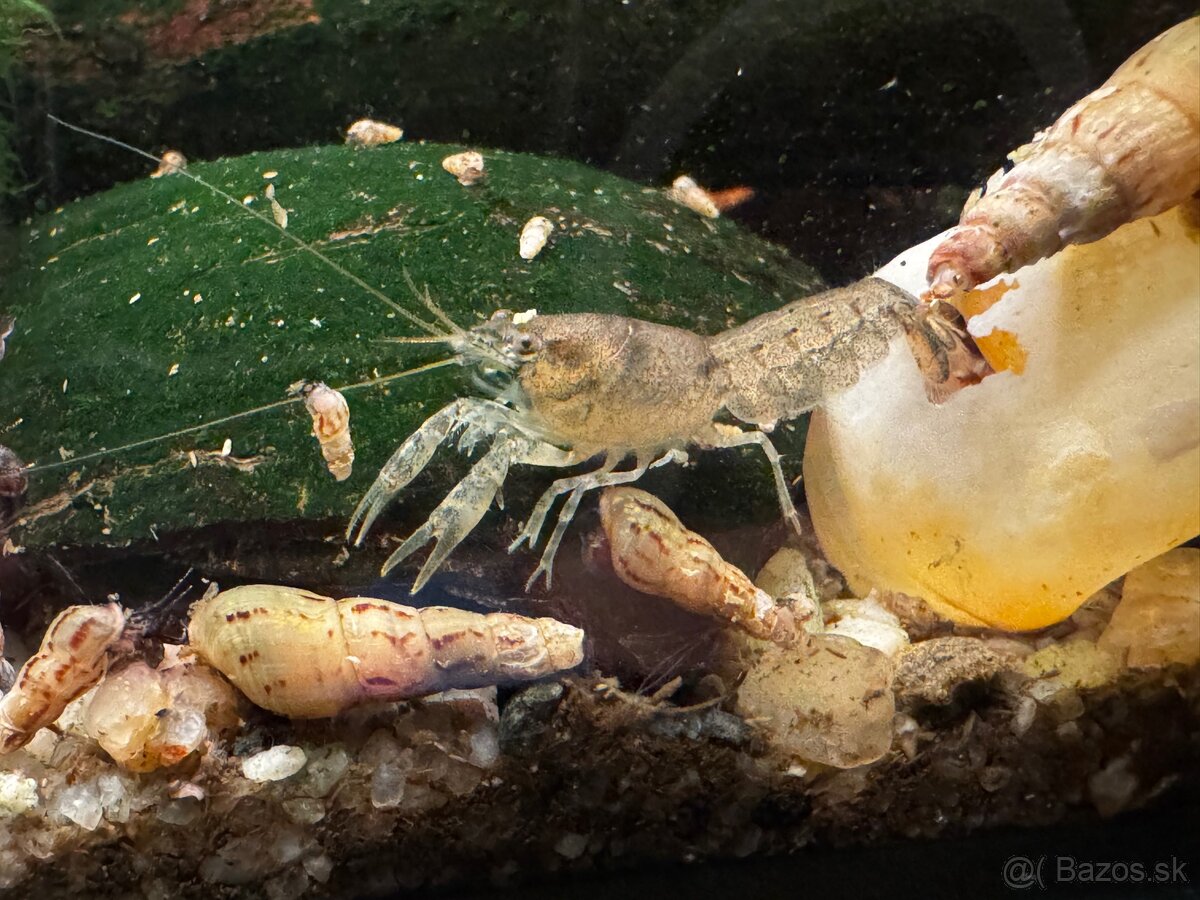 Predám mini ráčikov cambarellus demitus