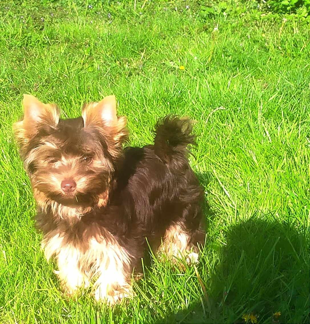 Jorkšírský terier, Jork, York, Yorkshire terrier