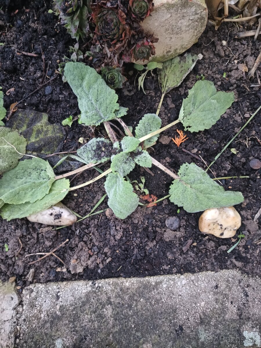 Predám plantu šalvie muškatovej