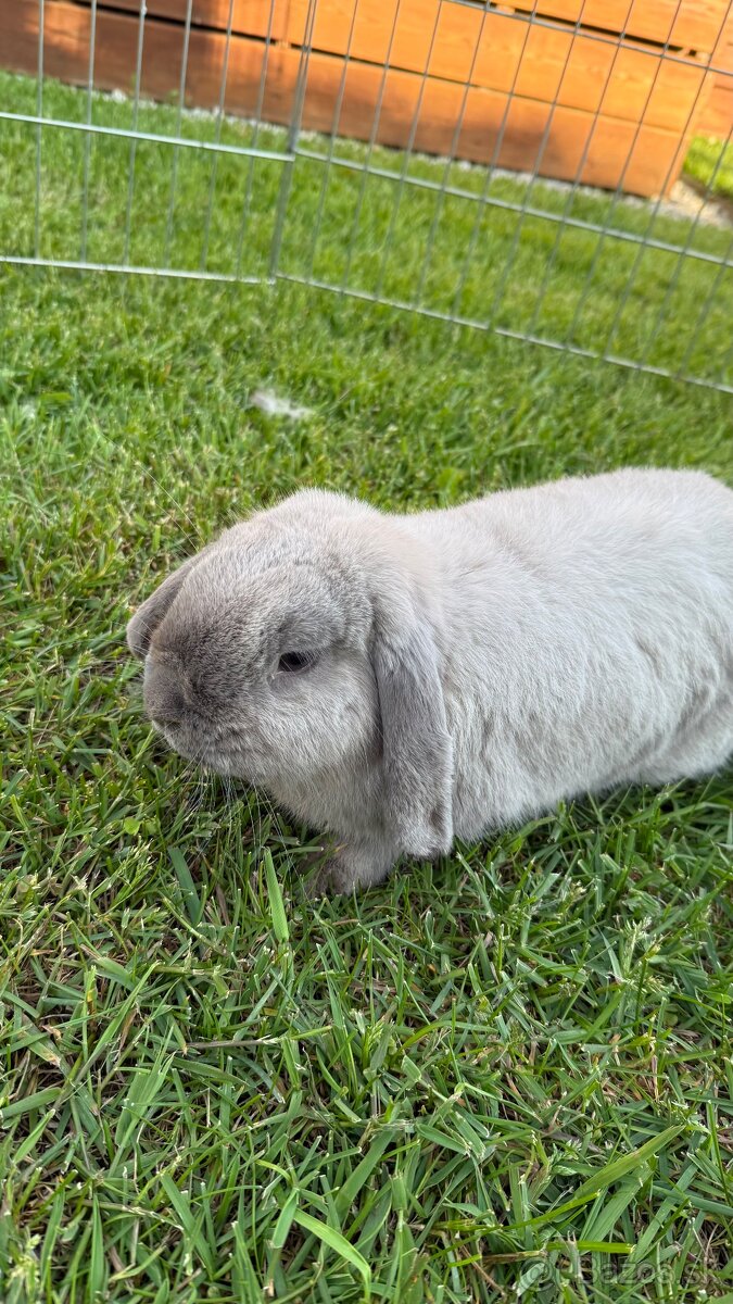 Zákrslý králik❤️minilop