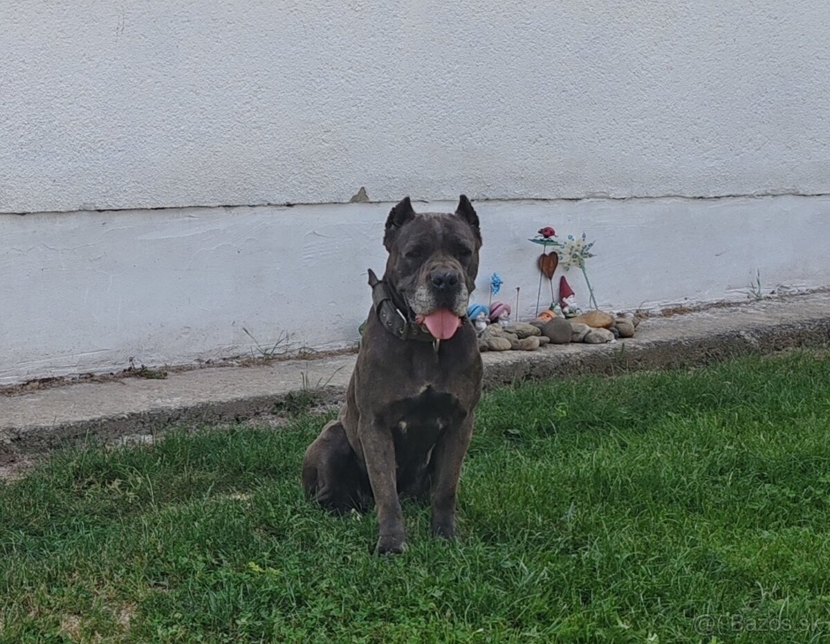 Darujeme cane corso