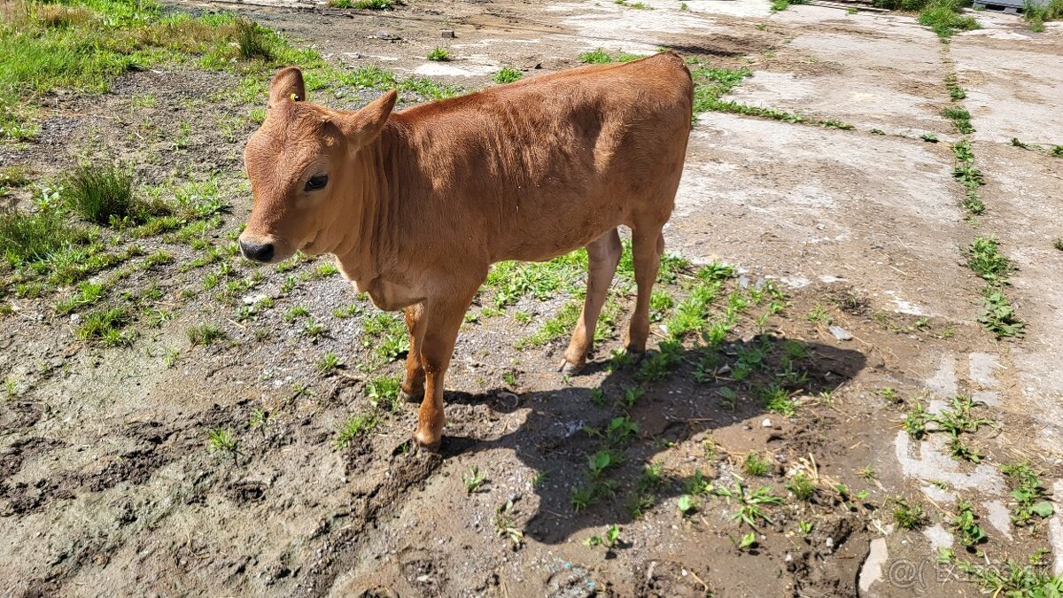 Telička , jalovička, jersey, charilaise