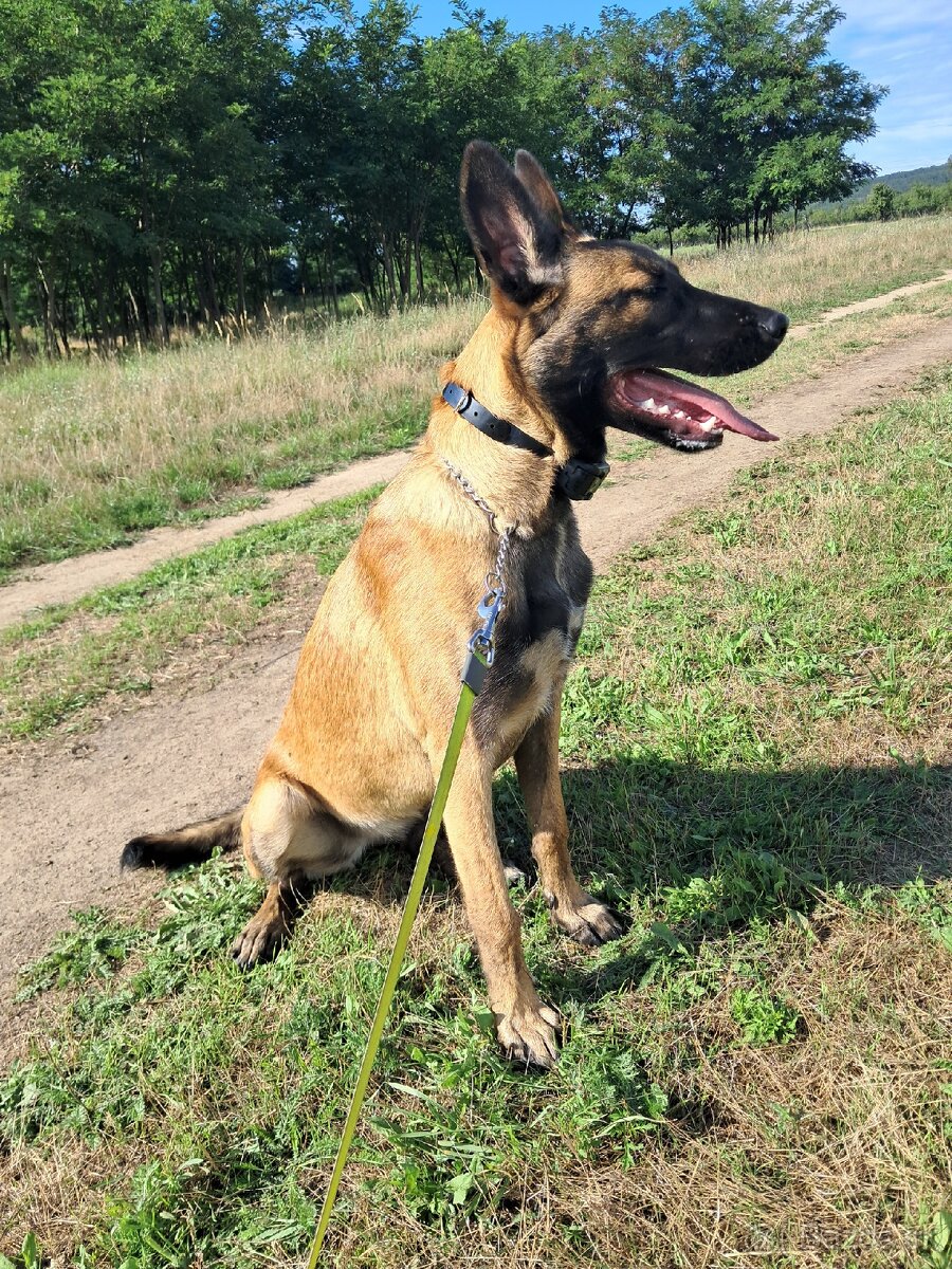 Malinois