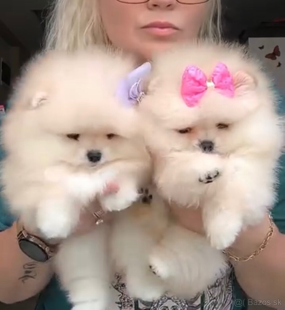 K dispozícii sú zdravé šteniatka pomeranskeho špica