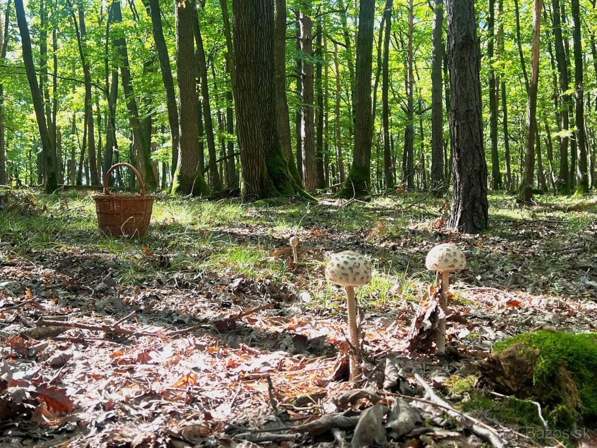 LES na PREDAJ 9200 m² Malá Hradná