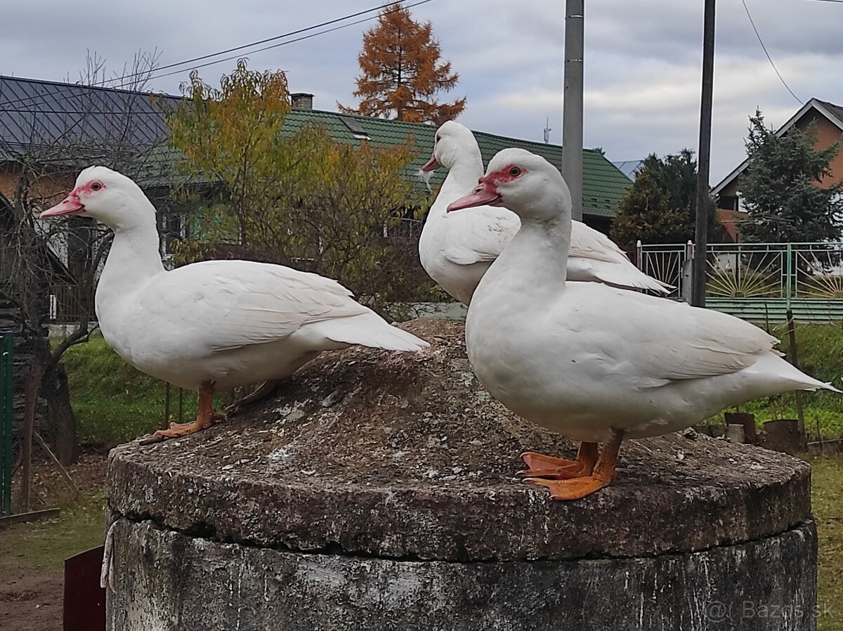 Predám kačky a káčerov barbarie