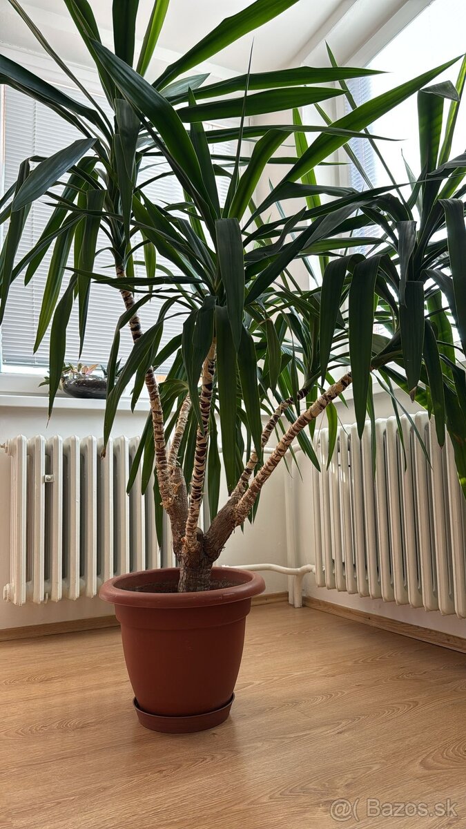 Yucca elephantipes