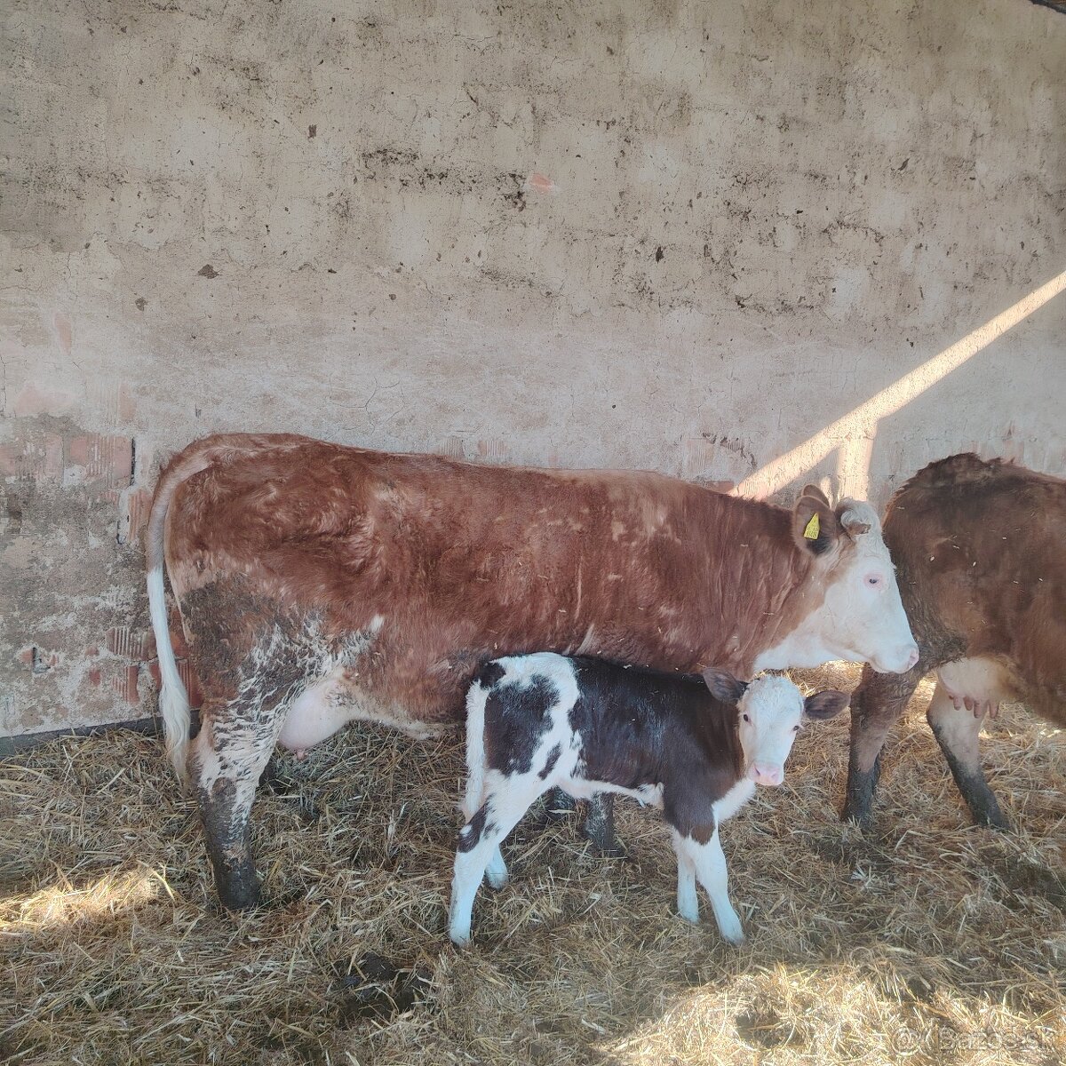 Krava na predaj