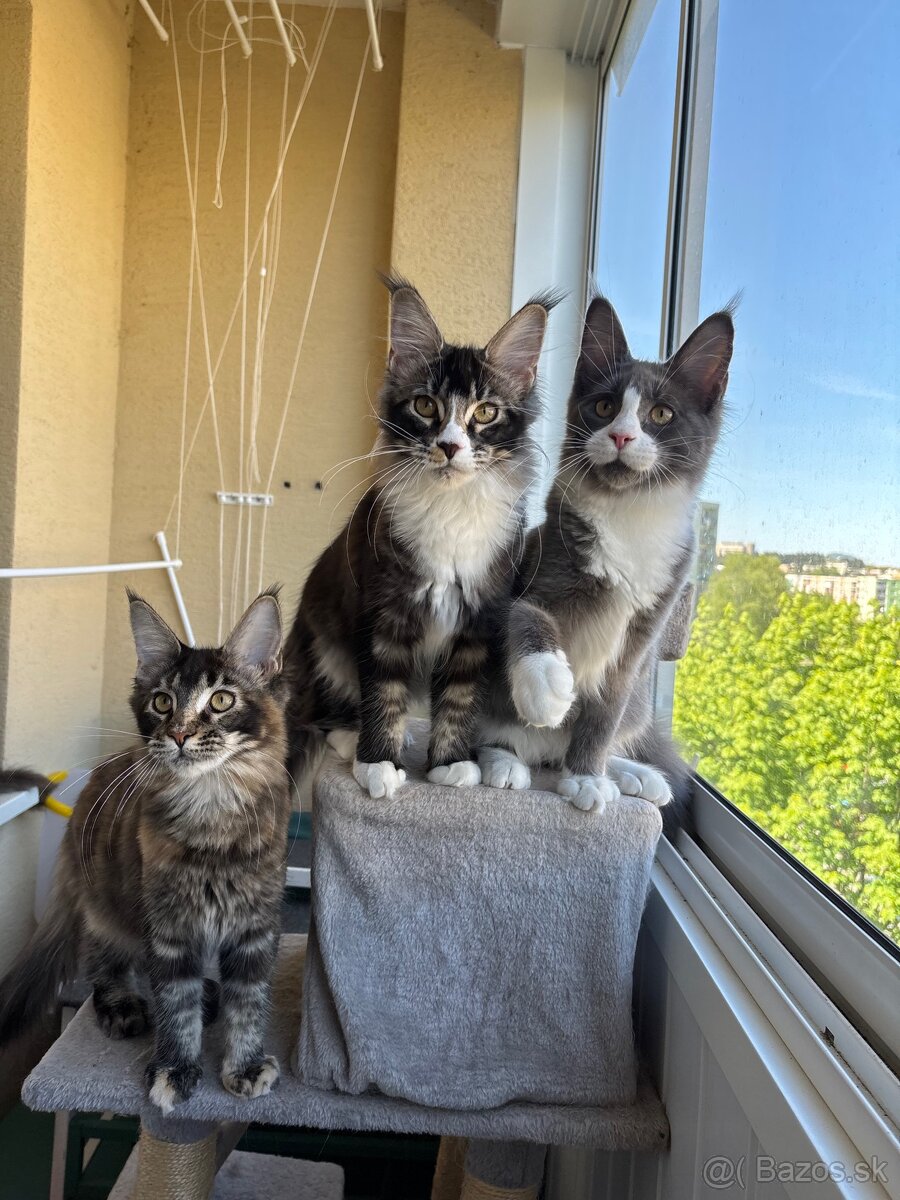 Mainská mývalia mačka s pp / maine coon s pp