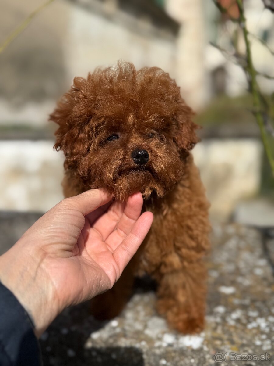 Teacup pudl červený