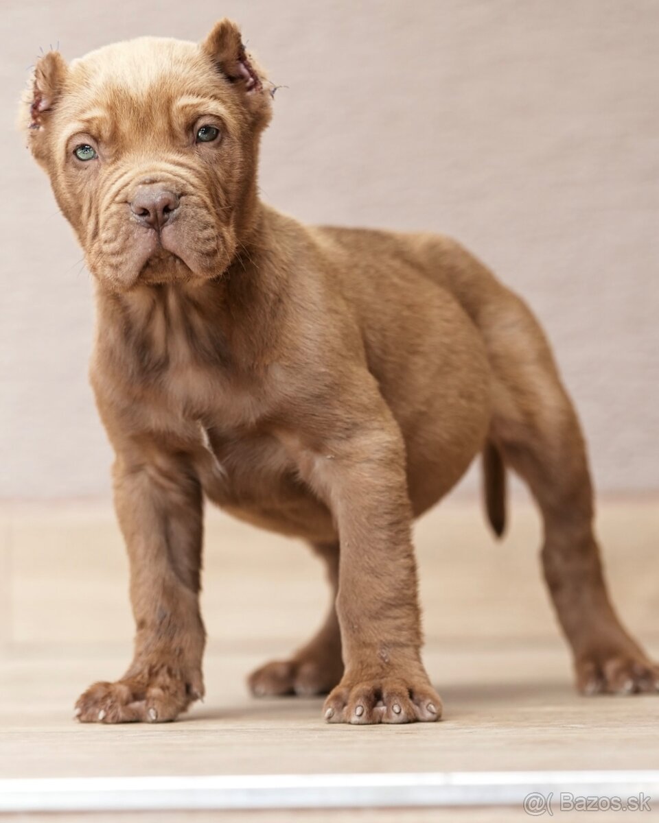 Bandog , Mastiff , Mollos