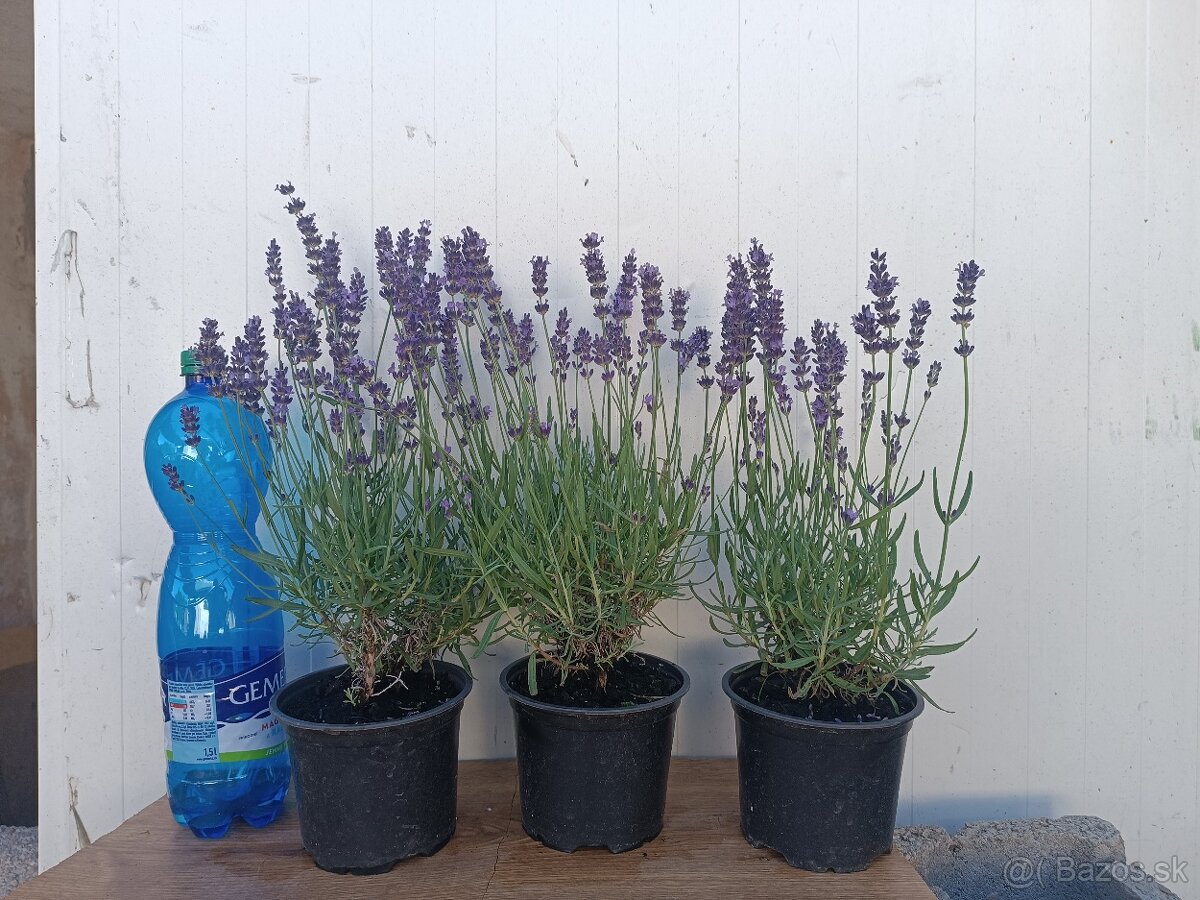 Lavandula angustifolia