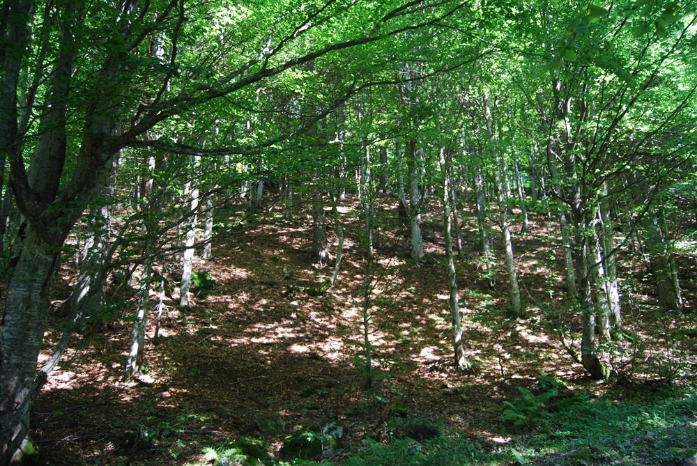 Predám podiely na pozemkoch – Dubnica a Bojnice (okres Priev
