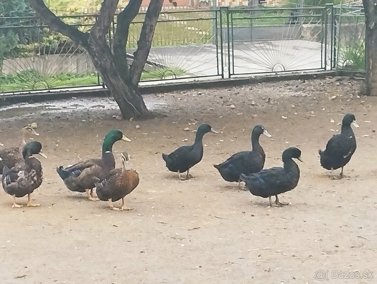Ruánska kačka x Kajuga