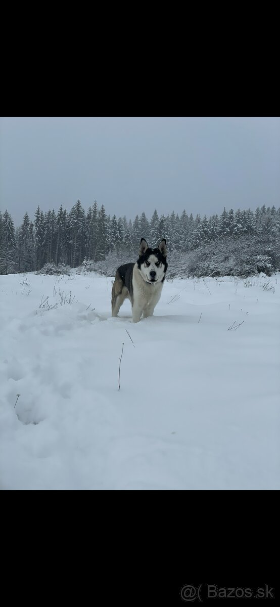 Husky