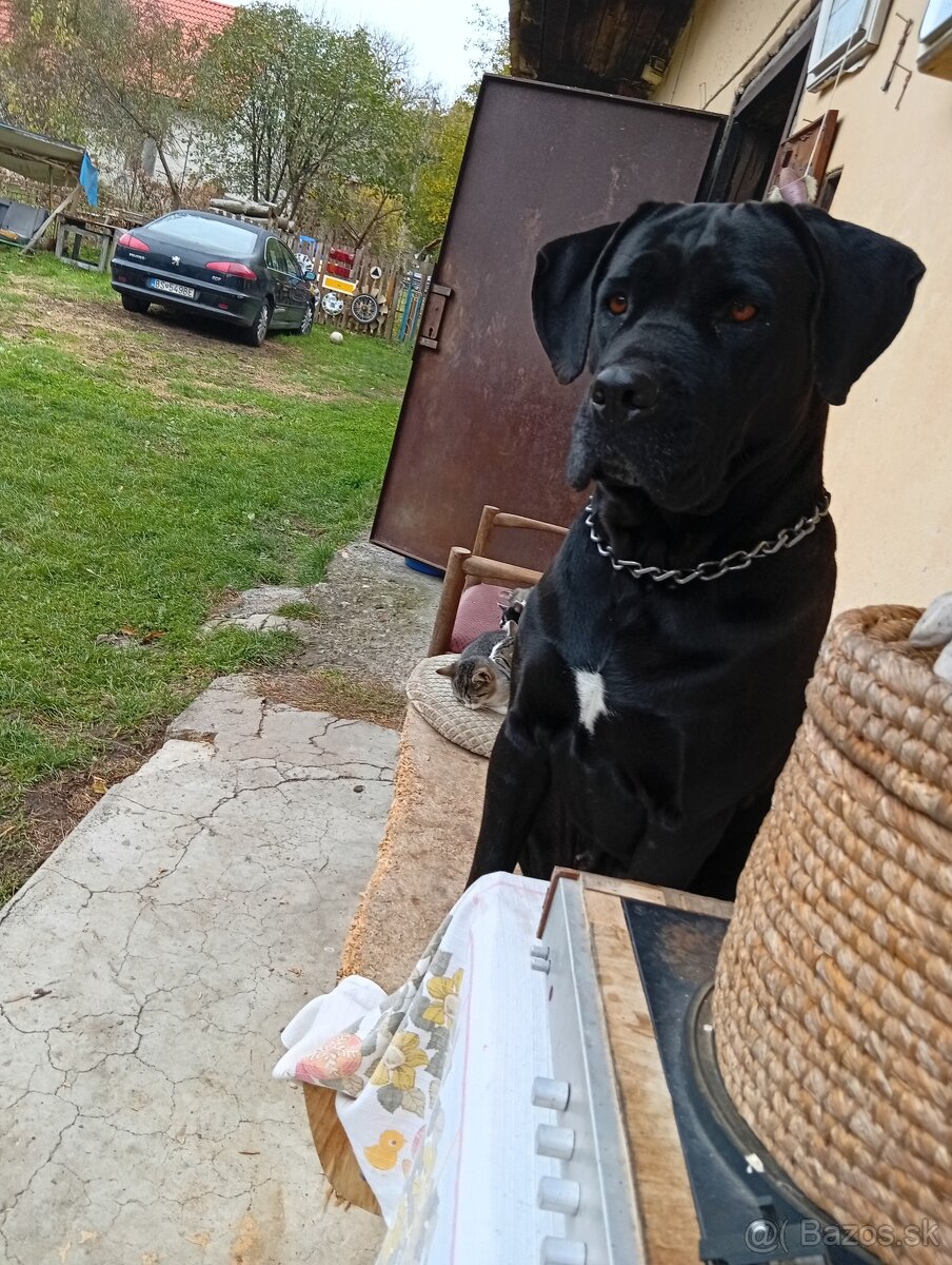 Hľadám pre svoju fanny cane corso psika na krytie