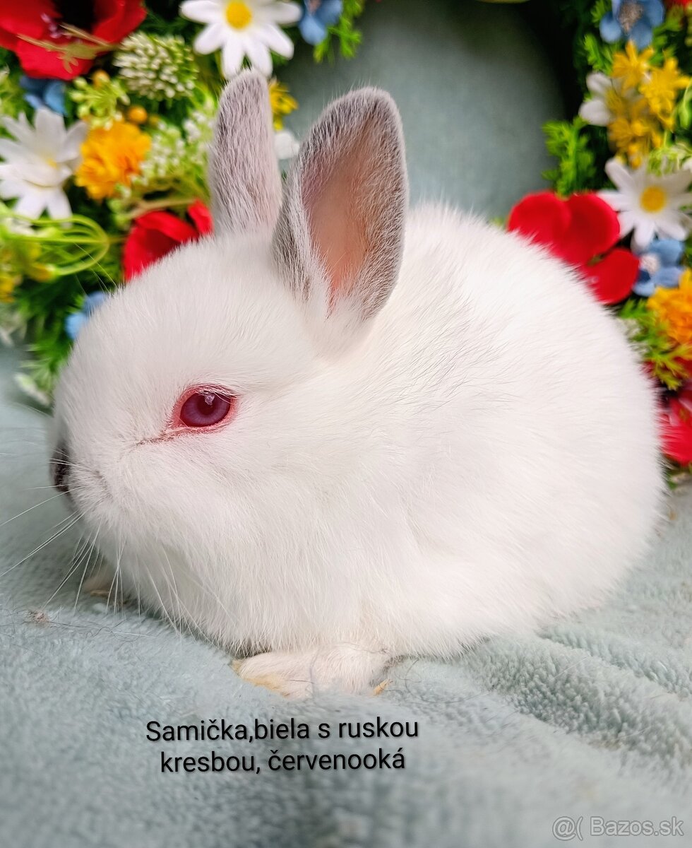 Zakrslý králik s VP - samička ruská kresba