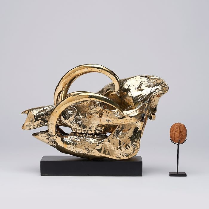 Bronzová lebka Babirusa na stojane Bronz