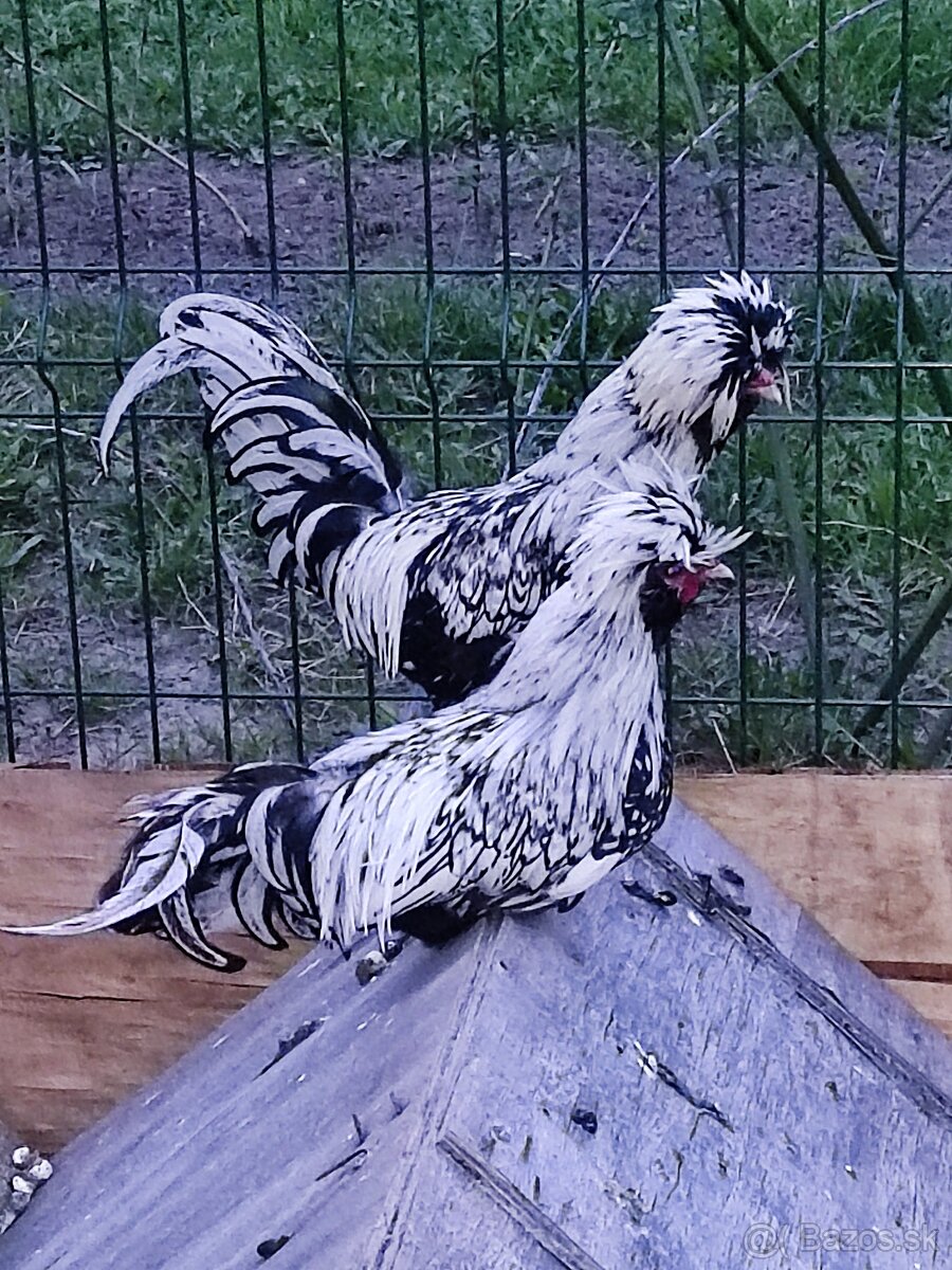 Paduanka