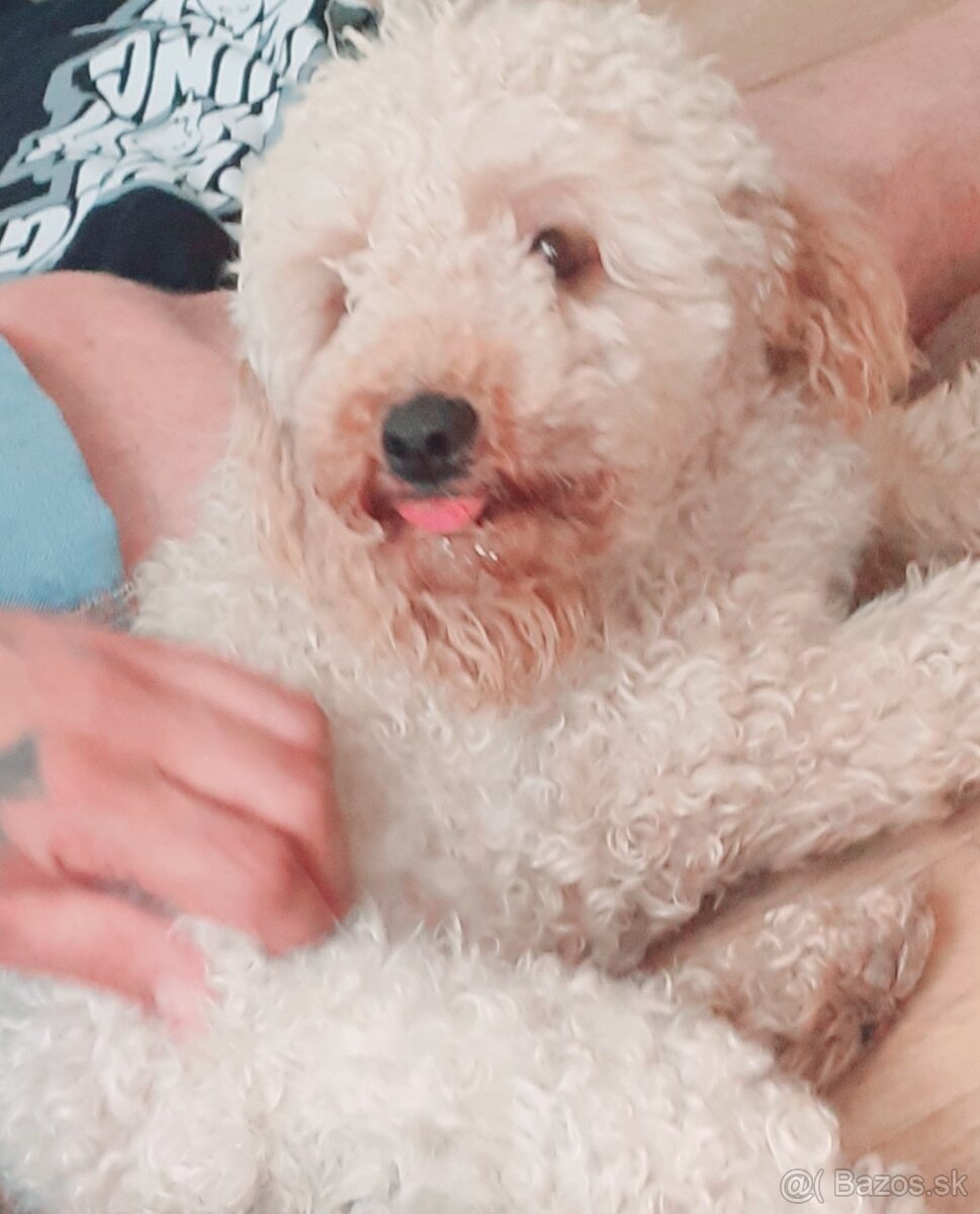 Pudlik