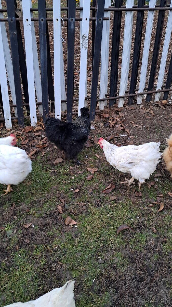 Kohút hodvábničky