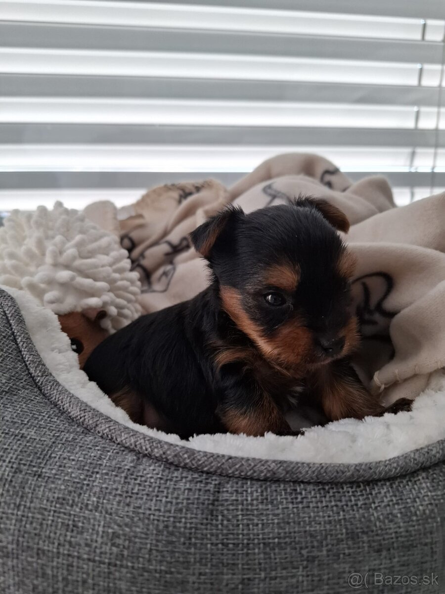 Predám fenku yorksir terier