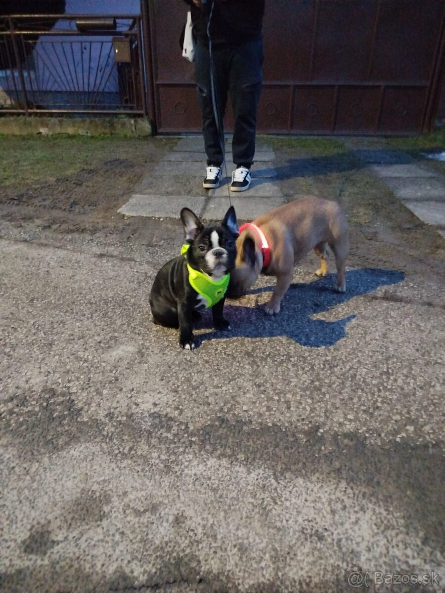 Francuzsky buldoček