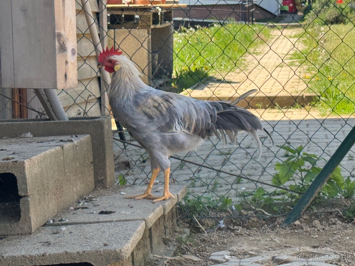 Kohúty vlašky perlovošedej