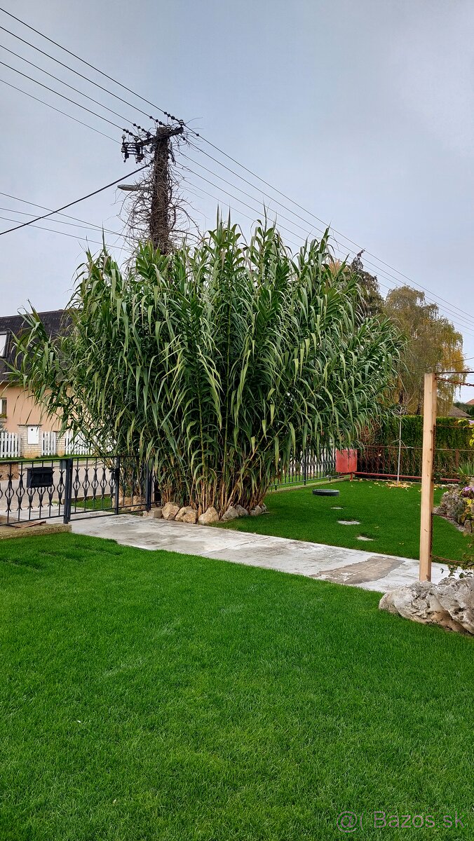 Ponukam arundo donax bambusova trava