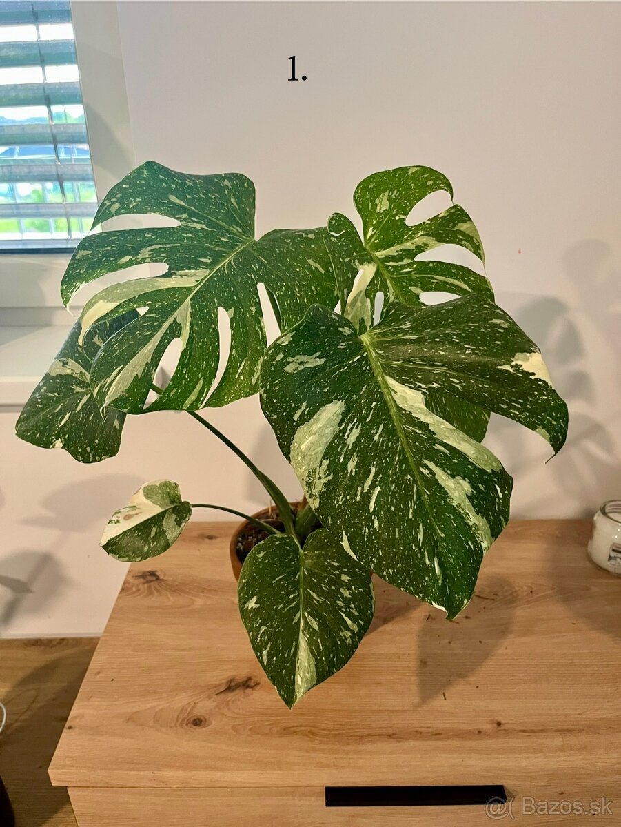 Monstera thai, Monstera albo, Monstera esqueleto