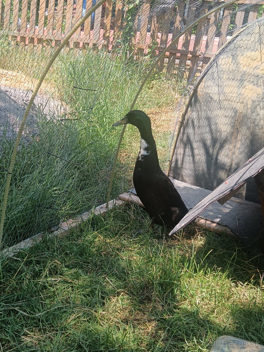 Indický bežec